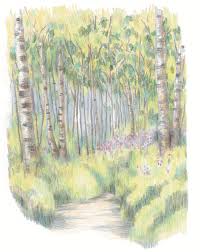 How to draw rainforest jungle scenery for kids step by step easy. How To Draw A Woodland Extract From Drawing Is Easy By Susie Hodge How To Paint A Landscape