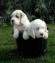 Give a home to this cute puppy. 14 Clumber Spaniel Puppy Ideas In 2021 Clumber Spaniel Clumber Spaniel Puppy Spaniel