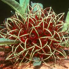 Image result for Brachystelma