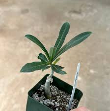 Image result for Adenium swazicum