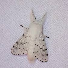 Image result for Artabotrys collinus