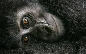 Wildlife Photographer Of The Year Lumix People S Choice Award Wildlife Photographer Of The Year Vote For Your Favorite Wildlife Photography Wildlife Mountain Gorilla