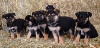 German shepherd breeders in pa. German Shepherd Puppies For Sale In Pa Lancaster Puppies