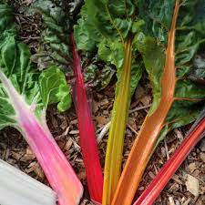 Some of the hues are unlike any that you'll find elsewhere in the world of vegetable plants. Chard Bright Lights Rainbow Propagation Place