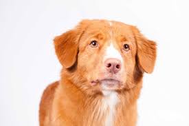 Our commitment is to provide a healthy and happy puppy. Nova Scotia Duck Tolling Retriever Pedigree Breeds Dogwellnet