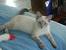 Colorpoint Shorthair Kitten