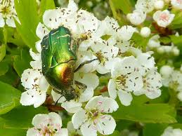 Cetoine Doree Sur Une Aubepine Cetoine Feerie Aubepine