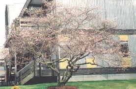 Facts about the yoshino cherry tree including planting tips. Vancouver Sakura Diary Cherry Tree Species