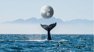 First thing you need to understand is that ripple blockchain and its digital asset xrp are different from each other. Ripple Whale It Only Takes 20 000 To Become A Xrp One Percenter
