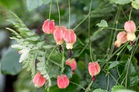 Image result for Abutilon grantii
