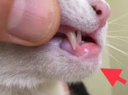 The saliva of these parasites alert the cat's immune system. 6 Causes Of Lip Sores Mouth Ulcers In Cats Walkerville Vet