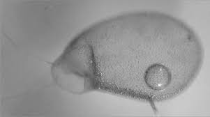 Image result for Utricularia reflexa