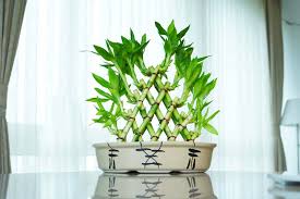 Image result for Dracaena sanderiana