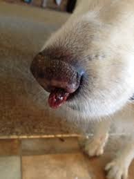 In the first case, the nose becomes ulcerated and bleeds; Nasal Cancer Popular Gagging Allergic Vet Dogs Page 171 City Data Forum
