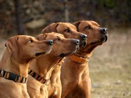 Image result for rhodéský ridgeback