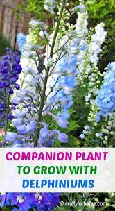Why You Should Grow Delphinium In 2020 Delphinium Flowers Delphinium Plant Delphinium