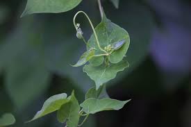 Image result for Cynanchum ledermannii