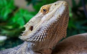 Check spelling or type a new query. 20 Bearded Dragon Hd Wallpapers Background Images