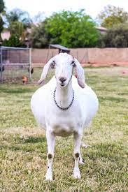 How many times can a goat get pregnant in a year? How To Tell If Your Goat Is Pregnant