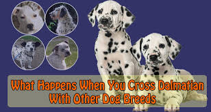 Meet frankie, a pit bull terrier & dalmatian mix dog for adoption, at paw printz pitbull rescue in cantua creek, ca on petfinder. What Happens When You Cross Dalmatian With Other Dog Breeds