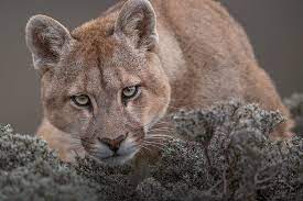 The latest tweets from @pumasmx Pumas Of Patagonia Ingo Arndt