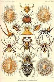 Spiders Spider Art Natural Form Art Nature Drawing