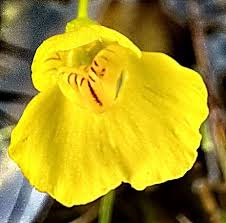 Image result for Utricularia formula