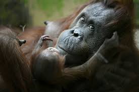 It was established shortly after the revolution to display survivors from the royal. Baby Orangutan Java Unveiled At Paris Zoo