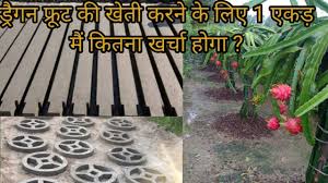 Each pole fruits approx 40 to 100 fruits per wave. Dragon Fruit Pole And Trellis Frame Design With Dimension Dragon Fruit Farming Training Series Ep 2 Youtube