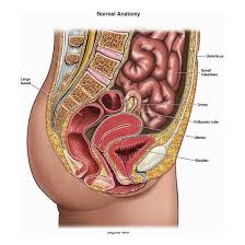 Related posts of abdominal organs diagram. Do 3675 Female Abdomen Anatomy Diagram Schematic Wiring