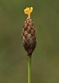 Image result for Priva flabelliformis