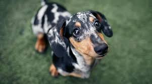 The average lifespan of a mixed breed is around 12 to 20 years. Chiweenie Breed Information The Dachshund Chihuahua Mix