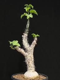 Image result for Adenia