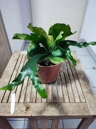 Image result for Platycerium stemaria