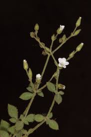 Image result for Dicoma arenaria