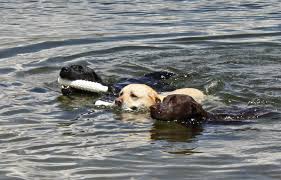 Phoenix, az (phx) prescott, az (prc). Cary Unkelbach Lawyer Dog Lover Author No Silver Labradors