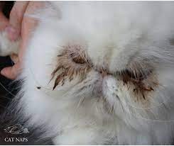 Why Should My Cat Get Groomed? — Cat Naps Cattery