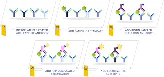 To help evaluate the extent of error, each standard and sample should be tested in replicate (duplicate or triplicate, depending on the number of samples and room on the plate). Sandwich Elisa Kits