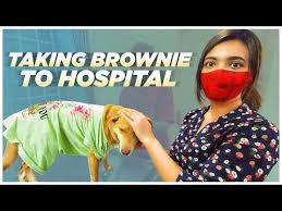 Experience pet care made easy with an optimum wellness plan® banfield.com/terms • banfield.com/privacy linktr.ee/banfieldpethospital. Coupon Code Pet Hospital 07 2021