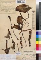 Image result for Amorphophallus goetzei