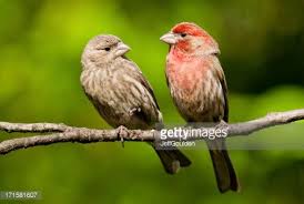Ohio Bird Red Head Brown Body The House Finch Is A Year Round Resident Of North America And The Birds Backyard Birds Bird Photography