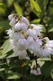 Image result for Deutzia hybrida Pink Pompon