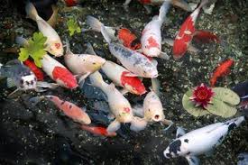 Check spelling or type a new query. Agar Kolam Ikan Selalu Bersih Ini Hal Yang Harus Diperhatikan Mudah Semua Halaman Idea