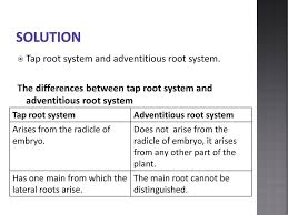 Podocarpus is also called chinese yew or buddhist pine, and can be either a shrub or a large tree, depending on how it is pruned. Knowledge Area Life Processes In Plants And Animals Ppt Download