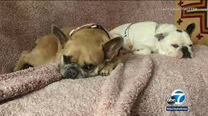 Lady gaga's dog walker was shot and two of the singer's french bulldogs were stolen in hollywood during an armed robbery, according to police. Lady Gaga S Dogs Recovered Safely After Theft Shooting Internewscast