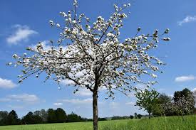 Cherries can be planted quite close together to form an edible deciduous hedge, allowing sunlight (and prying eyes) to penetrate in winter. Planting Cherry Blossom Trees The Primrose Blog