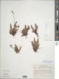 Image result for Anemiaceae