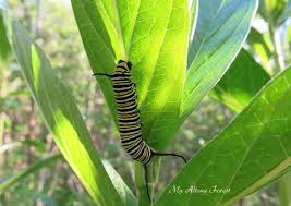 Going Guerilla For Milkweed Milkweed Plant Leaves Change Is Good