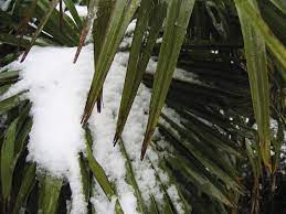 Markets are held on the first saturday of february, march, april and may, and september, october, november and december. Tropical Plants For Cold Climates Creating Tropical Gardens In A Cool Climate