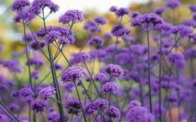 Image result for foto verbena